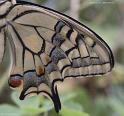 machaon 5